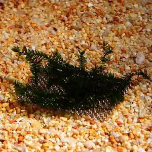 Aquarium-Moos Mühlan Wasserpflanzen, Javamoos f. Aquarium