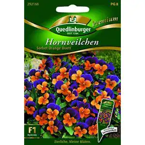 Hornveilchen-Samen Quedlinburger Hornveilchen Sorbet Orange Due