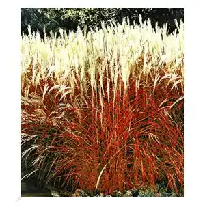 Ziergras BALDUR Garten ‘Indian Summer’ Chinagras, 1 Pflanze