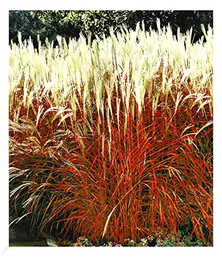 Ziergras BALDUR Garten ‘Indian Summer’ Chinagras, 1 Pflanze