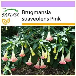 Engelstrompeten-Samen Saflax Engelstrompete/Pink 10 Samen