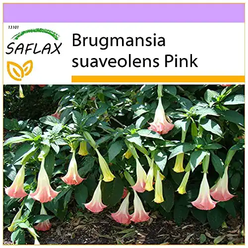 Engelstrompeten-Samen Saflax Engelstrompete/Pink 10 Samen