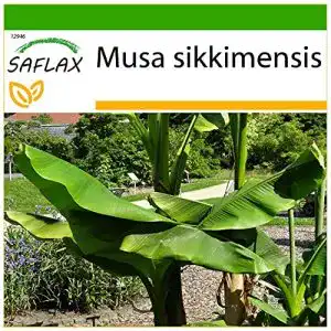 Bananensamen Saflax, Darjeeling Banane 5 Samen