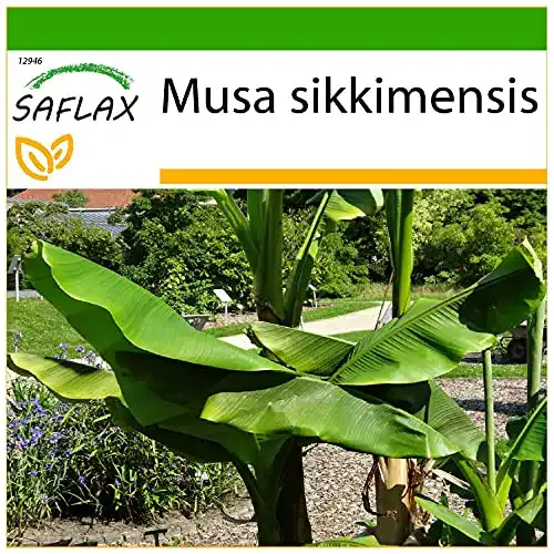 Bananensamen Saflax, Darjeeling Banane 5 Samen