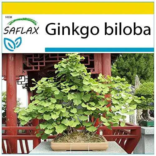 Ginkgo-Samen Saflax, Anzucht Set, Bonsai, Ginkgo, 4 Samen
