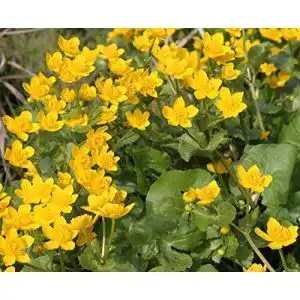 Wasserpflanze Wasserpflanzen Wolff, Caltha palustris, gelb