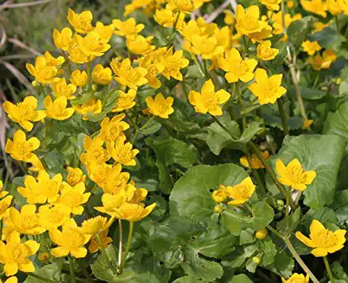 Wasserpflanze Wasserpflanzen Wolff, Caltha palustris, gelb