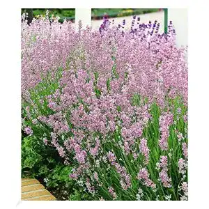 Lavendel-Pflanze BALDUR Garten Duft-Lavendel ‘Rosa’, 3 Pfl.