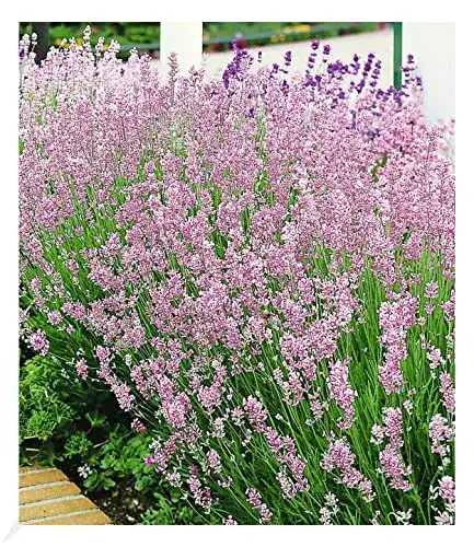 Lavendel-Pflanze BALDUR Garten Duft-Lavendel ‘Rosa’, 3 Pfl.