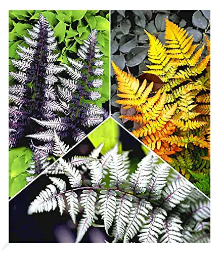 Die beste Farn winterhart BALDUR Garten Winterharte Japanische 2026 Test Bestseller Farn winterhart BALDUR Garten Winterharte Japanische