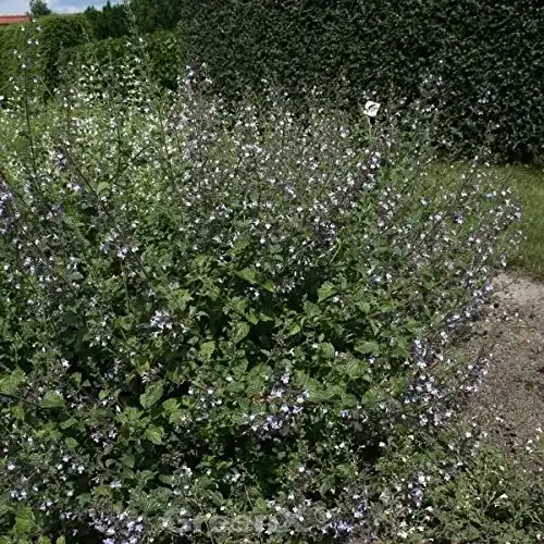 Bergminze Baumschule Kleinblättrige Lila Riese Calamintha nepeta
