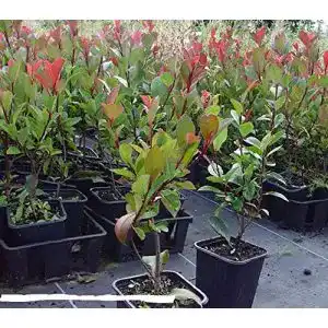 Glanzmispel Plantenwelt Wiesmoor immergrüne Zwerg 40-60 cm