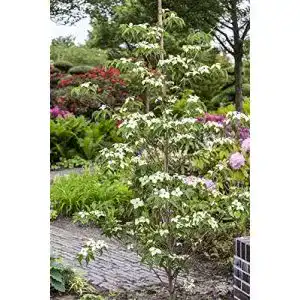 Blumen-Hartriegel PlantaPro, ‘China Girl’ im Topf gewachsen