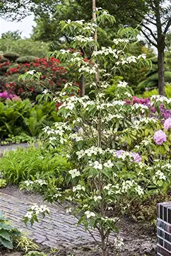 Blumen-Hartriegel PlantaPro, ‘China Girl’ im Topf gewachsen