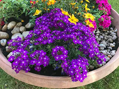 Eisenkraut-Samen Grow Your Secret Garden ”Profusion Violet”