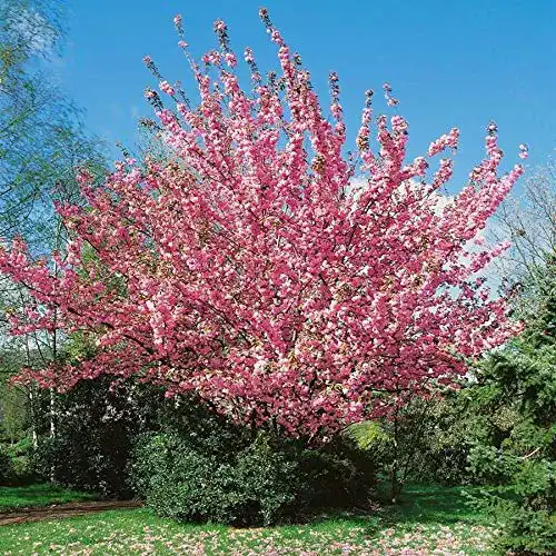 Japanische Nelkenkirsche Pflanzen Böring Prunus serrulata Kanzan
