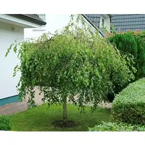 Zierbäume winterhart pille baumschulen Betula pendula Youngii