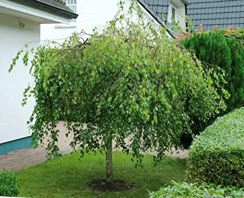 Zierbäume winterhart pille baumschulen Betula pendula Youngii