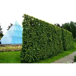 Hainbuche floranza.de Carpinus betulus, 100-120 cm