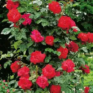 Kletterrose Garten Schlüter Santana, winterhart & duftend