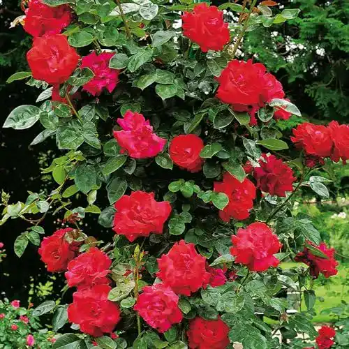 Kletterrose Garten Schlüter Santana, winterhart & duftend