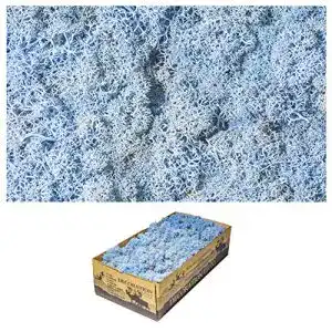 Islandmoos Inter Flowers 1 Kiste Echtes Moos, Ice Blue