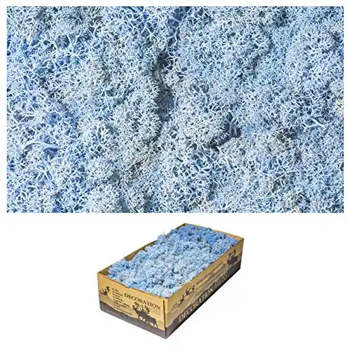 Islandmoos Inter Flowers 1 Kiste Echtes Moos, Ice Blue