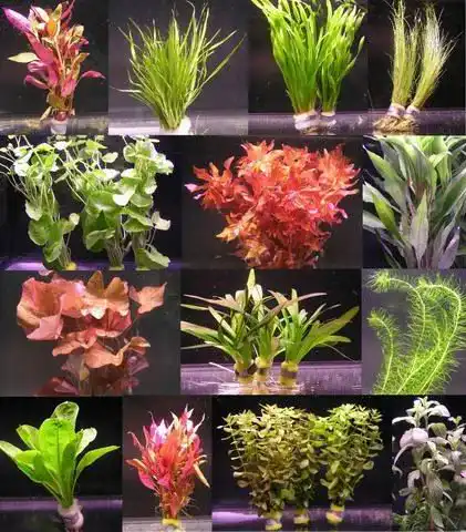 Aquarium-Pflanzen WFW wasserflora 10 Bunde mit über 80