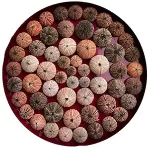 Seeigel-Skelett Generic 5 Stück Seeigel Skelette rosa orange bunt