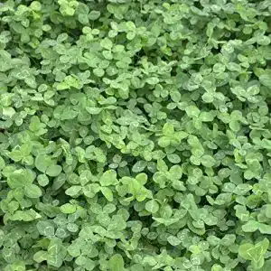 Weißklee-Samen Freudenberger Weißklee Trifolium repens, 1 kg