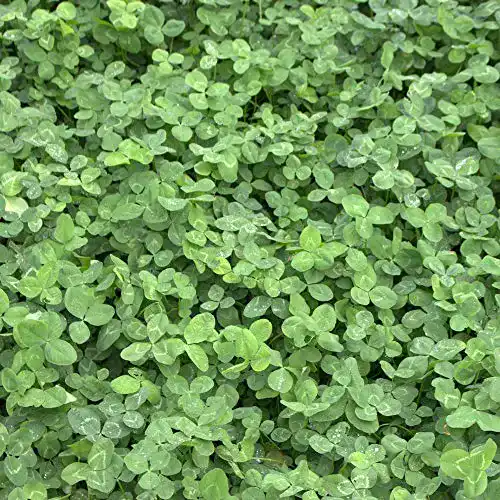 Weißklee-Samen Freudenberger Weißklee Trifolium repens, 1 kg