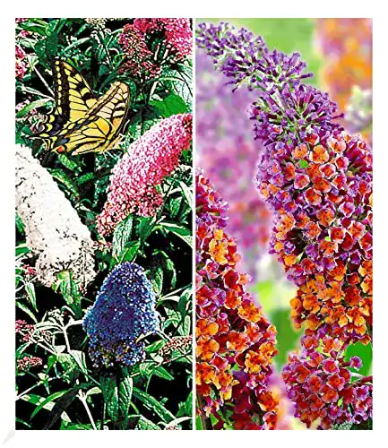 Sommerflieder BALDUR Garten -Sortiment, 2 Pflanzen, Buddleia