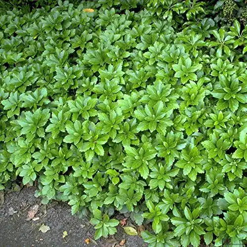 Dickmännchen pille baumschulen Pachysandra terminalis