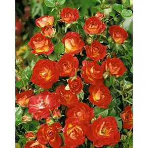 Zwergrose Rosen Union Zwergrose ‘Cha Cha’ -R-, im 4 L Container