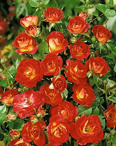 Zwergrose Rosen Union Zwergrose ‘Cha Cha’ -R-, im 4 L Container
