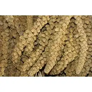 Kolbenhirse FutterXL gelb (1kg)