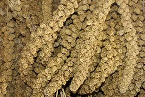 Kolbenhirse FutterXL gelb (1kg)