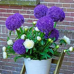 Allium-Zwiebeln Vmoli, 3 Zwiebeln