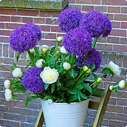 Die beste Allium-Zwiebeln Vmoli, 3 Zwiebeln 2026 Test Bestseller Allium-Zwiebeln Vmoli, 3 Zwiebeln