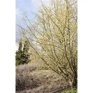 Kornelkirsche PlantaPro Cornus Mas im Topf gewachsen 60-80cm