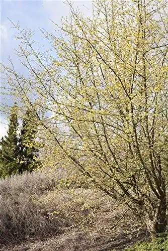 Kornelkirsche PlantaPro Cornus Mas im Topf gewachsen 60-80cm