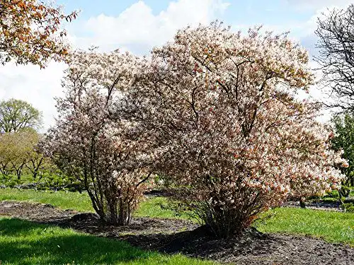 Die beste Felsenbirne Garten von Ehren Kupfer- Weiße Blüte 40-60 cm 2026 Test Bestseller Felsenbirne Garten von Ehren Kupfer- Weiße Blüte 40-60 cm