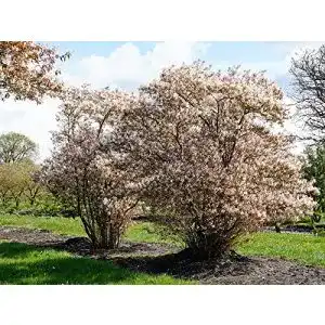 Felsenbirne Garten von Ehren, Weiße Blüte Amelanchier lamarckii