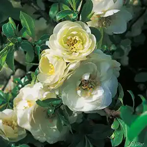 Zierquitte Garten Schlüter ‘Kinshiden’