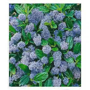 Flieder BALDUR Garten Blauer Ceanothus ‘Blue Mound’