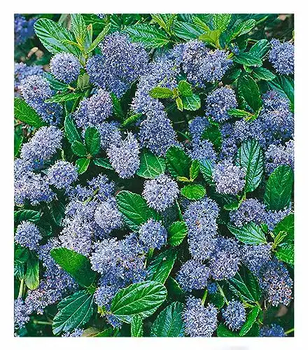 Flieder BALDUR Garten Blauer Ceanothus ‘Blue Mound’