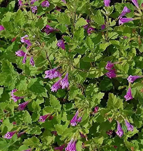 Bergminze Baumschule Steinquendel Calamintha grandiflora