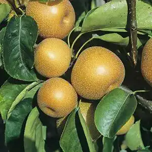 Birnenbaum pille baumschulen Nashi-Birne Kosui Birnen