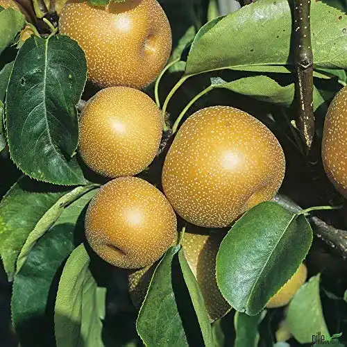 Birnenbaum pille baumschulen Nashi-Birne Kosui Birnen