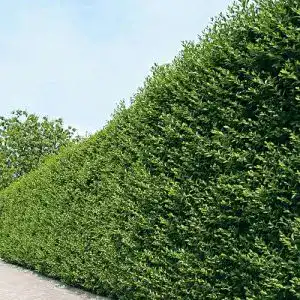 Liguster Garten Schlüter Ovalblättriger Ligustrum Ovalifolium